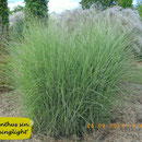 Miscanthus sin. 'Morninglight', buntlaubige Form von Gracillimus, Höhe 160