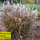 Miscanthus sinensis 'Aperitif' Nr.3 M.-Zillmer, silbrige Blüte, aufrechter Wuchs, Höhe 100/120