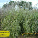 Miscanthus sin. 'Goldfeder', silberweiße Blüte, gelb längsgestreiftes Blatt, Höhe 160/200