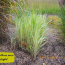 Miscanthus sacc. 'Moonlight'