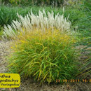 Miscanthus oligostachys ´Nanus Variegatus´, gelbbunte Form, Höhe 60/120