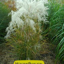 Miscanthus sin. 'Werner Neufließ', sehr frühe silberne überhängende Blüte, Höhe 100/140