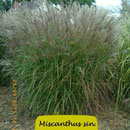 Miscanthus sin. 'Ferner Osten', rote Blüte , weiße Spitzen, früh, Höhe 80/120