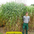 Miscanthus gig. 'Meidl', Gig.Typ,blüht sicher rot, Höhe 300/350