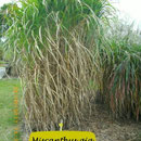 Miscanthus gig. 'Aksel Olsen'