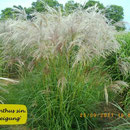 Miscanthus sin. 'Verneigung', ockerfarbende Blüte, hängend, sehr früh, Höhe 140/200