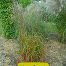Miscanthus sin. 'Ghana', steilwüchsig , braune Herbstfärbung, Höhe 120/180