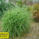 Miscanthus sin. 'Little Zebra', Blatt quergestreift, feines Laub, Blüte rosa, Höhe 100/120