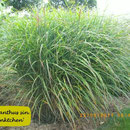 Miscanthus sin. 'Pünktchen', gelbe breite Punkte auf schmalem Blatt, Höhe 150/180