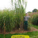 Miscanthus sacchariflorus ´Triarrhena`, sehr hoch, wuchert stark, Höhe 400