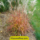 Miscanthus sin. var. purpurascens, purpurne Blattfärbung, Höhe 100/150