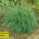 Miscanthus sin. 'Adagio', grünlich gelbe Blüte, zierliches Laub, Höhe 80/120