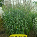 Miscanthus sin. 'Kupferberg', kupferfärbende Blüte, steifer Wuchs, Höhe 150/220