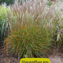 Miscanthus sin. 'Nippon', braune Blüte, braunblättrig, Höhe 100/150