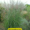 Miscanthus sin. 'Sarabande', silbrig, feinhalmig, Höhe 160/180