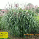 Miscanthus sin. 'Sirene', rote Blüte, reichblühend, Höhe 150/200