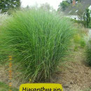 Miscanthus sin. 'Gracillimus', schmales Laub, blüht nicht, Höhe 160