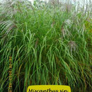 Miscanthus sin. 'Windbraut', große rosa Blüte, spät, Höhe 180/240