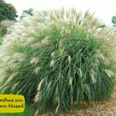 Miscanthus sin. 'Hermann Müssel', silbrige Blüte, eleganter Wuchs, Höhe 140/180
