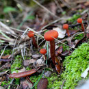 Laccaria sp.
