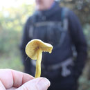 Tricholoma sulphureum