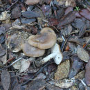 Lyophyllum deliberatum