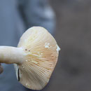 lactarius chrysorreus