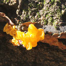 Tremella aurantia