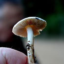 Hebeloma sp.