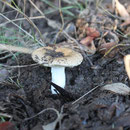 Russula sp.