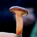 Lactarius subumbunatus