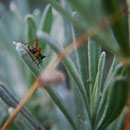 Grill cicindela (Trigonidium cicindeloides9