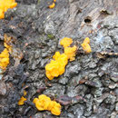 Tremella aurantia