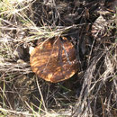 Suillus granulatus