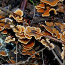 Stereum hirsutum