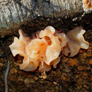Tremella foliacea