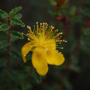 Hypericum balearicum ( flor de sant joan)