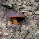 Lactarius subumbonatus