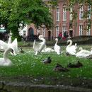 Enten und Gänse leben hier ungestört wie im Paradies.