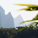 The ubiquitous bamboo forests