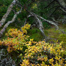 Forest 3