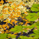 Herbst...