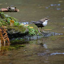 Die Wasseramsel, immer hektisch unterwegs...