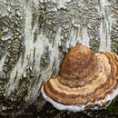Zunderschwamm (Fomes fomentarius)