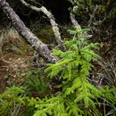 Forest 1