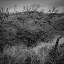 Burnt Forest