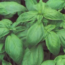 Basilic