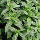 Menthe
