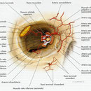 Orbita - arterie frontale