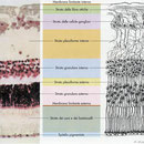 Retina - sezione istologia 1